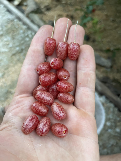 Hlošina mnohokvětá "Gigantea" - Elaeagnus multiflora, Daiougoumi