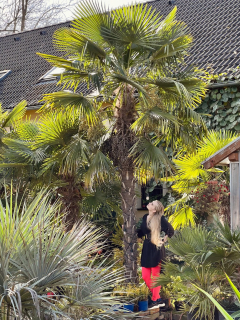 1. Trachycarpus fortunei *španělský typ, prostokořenné 3 leté, 20 kusů