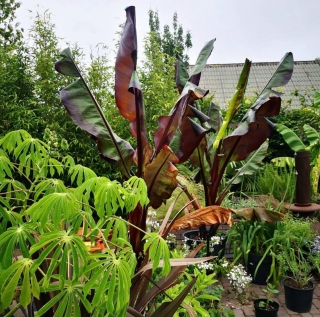 Ensete ventricosum "MONTBELIARDII" 30/40 cm, K 1L