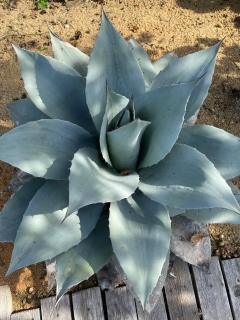 Agave ovatifolia