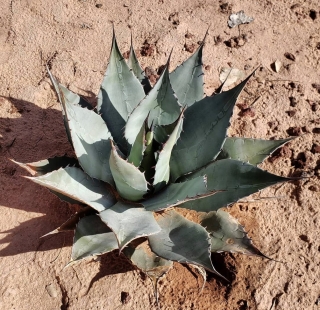 Agave havardiana