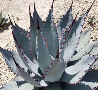 Agave palmeri, Ø15 cm, tříleté