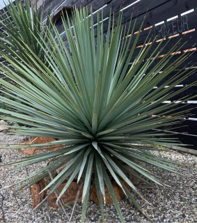 Yucca rigida "Blue Sentry" 20/30 cm