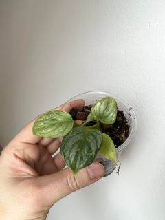Philodendron mamei "Andreé"