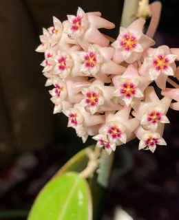 Hoya prachinburi EPC-301 - Řízek