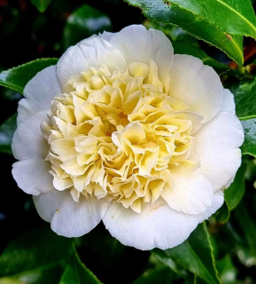 Kamélie Williamsova "Jury´s Yellow" - Camellia x williamsii, 60 cm