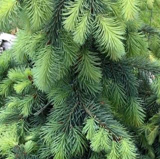 Smrk Engelmannův - Picea engelmannii