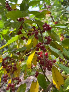 Hlošina okoličnatá, Garnet, sem. - Elaeagnus umbellata 