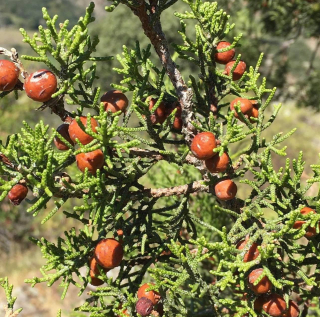 Jalovec fénický - Juniperus phoenicea