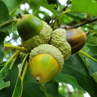Dub Muehlenbergův (jedlý) - Quercus muehlenbergii (Illinois) k2l