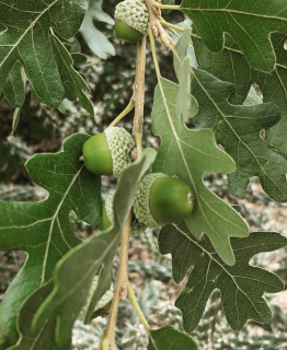 Dub Gambelův (jedlý) - Quercus gambelii (Oregon)