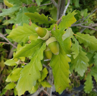 Dub alžírský - Quercus canariensis, k2l
