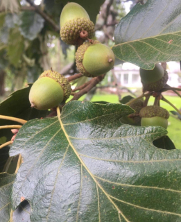 Dub Michauxův (jedlý) - Quercus michauxii (Georgia) k2l