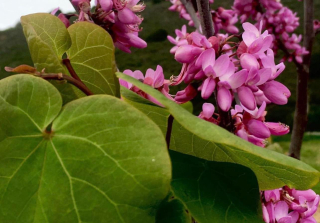 Zmarlika západní - Cercis occidentalis