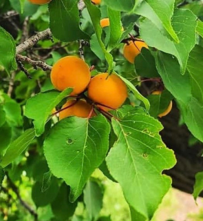 Meruňka "Hunza Uzbek" - Prunus armeniaca