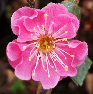 Meruňka japonská "Alphandii" - Prunus mume