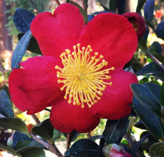 Kamélie sazanka "Yuletide" - Camellia sasanqua