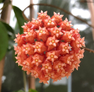 Hoya ilagiorum - Řízek