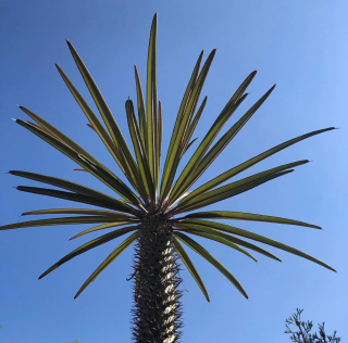Pachypodium geayi - Madagaskarská "palma" 15/20 cm