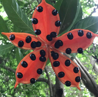 Lejnice smradlavá - Sterculia foetida 40 cm