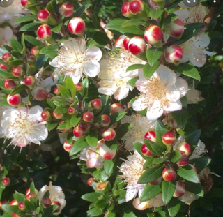 Myrtus comunis ssp. tarentina - mrazuodolná myrta