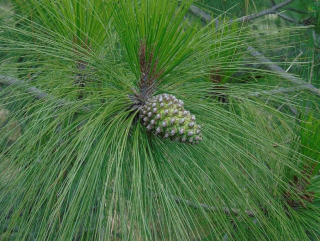 Borovice pavejmutka  - Pinus pseudostrobus, 40 cm