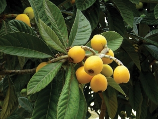 Lokvát japonský, "mišpule japonská", Eriobotrya japonica