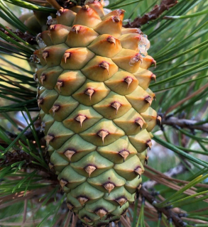 Borovice hrbolkatá - Pinus attenuata