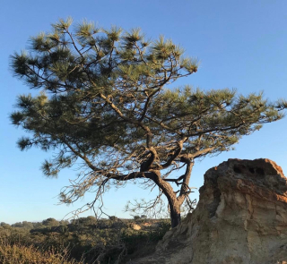 Borovice Torreyova - Pinus torreyana