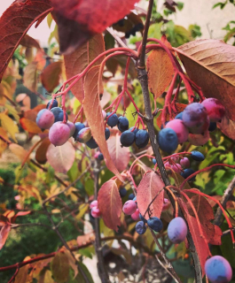 Kalina višňolistá - Viburnum prunifolium