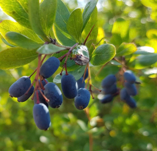 Dřišťál obecný jižní - Berberis vulgaris ssp. seroi