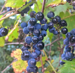 Réva pobřežní - Vitis riparia
