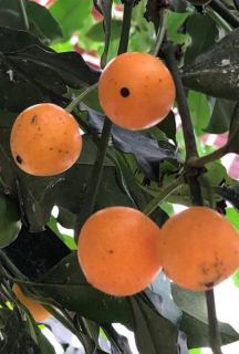 Achachairu - Garcinia intermedia