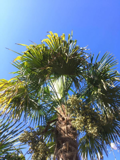 3. Trachycarpus fortunei "Mrchojedy" *ŠP x IT typ, prostokořenné 3 leté, 5 kusů