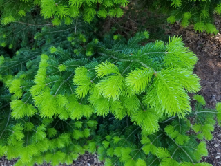 Jedle sibiřská - Abies sibirica 30/40 cm, K2l