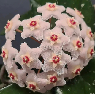 Hoya carnosa - Řízek