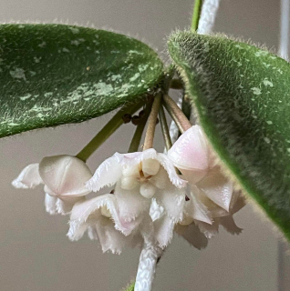 Hoya thomsonii (pink?překvapení) - Řízek