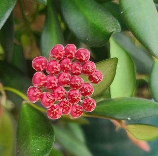 Hoya bilobata ds-70 - Řízek