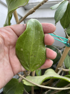 Hoya parasitica lao - Řízek
