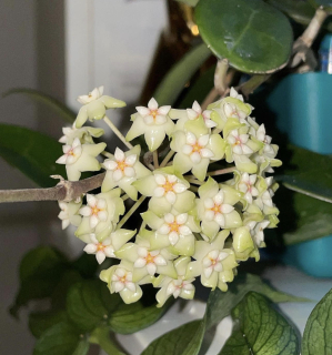 Hoya acuta red - Řízek