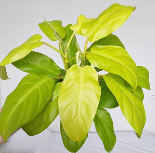 Philodendron "malay gold" - Řízek