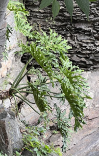 Thaumatophyllum (= Philodendron) bipinnatifidum - "mrazuodolný" filodendron