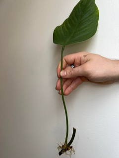 Philodendron aff. petibonii - Řízek s kořeny