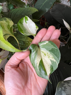 Epipremnum "happy leaf" - Řízek