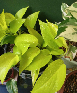 Epipremnum "neon" - Řízek