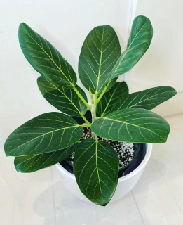 Ficus benghalensis - Řízek