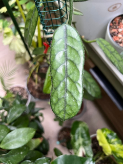 Hoya globulosa - Řízek 