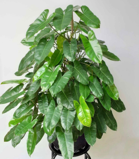 Philodendron Burle marx - Řízek