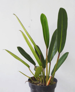 Philodendron callosum - Řízek