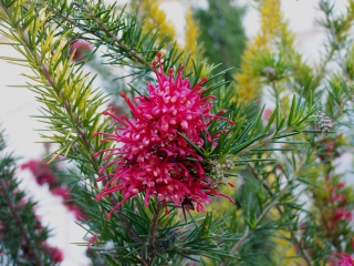 Grevilea jalovcová - Grevillea juniperina